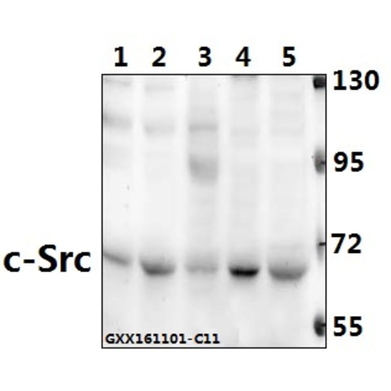 Anti-c-Src (L412) Antibody from Bioworld Technology (BS1330) - Antibodies.com