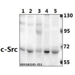 Anti-c-Src (L412) Antibody from Bioworld Technology (BS1330) - Antibodies.com