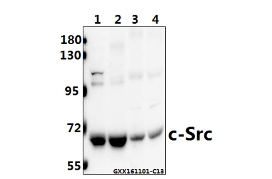 Anti-c-Src (L412) Antibody from Bioworld Technology (BS1331) - Antibodies.com