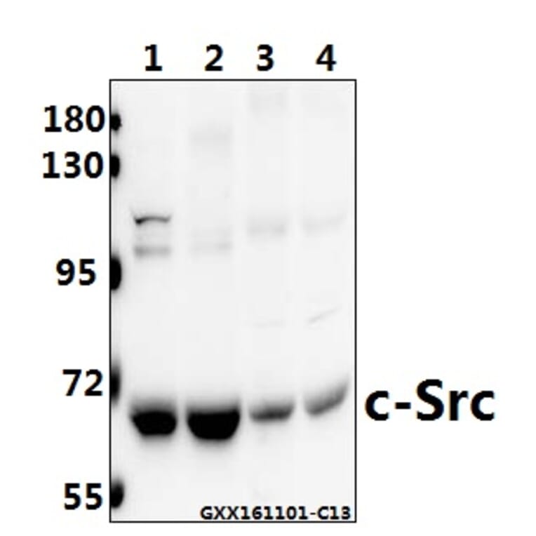 Anti-c-Src (L412) Antibody from Bioworld Technology (BS1331) - Antibodies.com