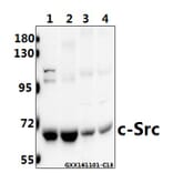 Anti-c-Src (L412) Antibody from Bioworld Technology (BS1331) - Antibodies.com