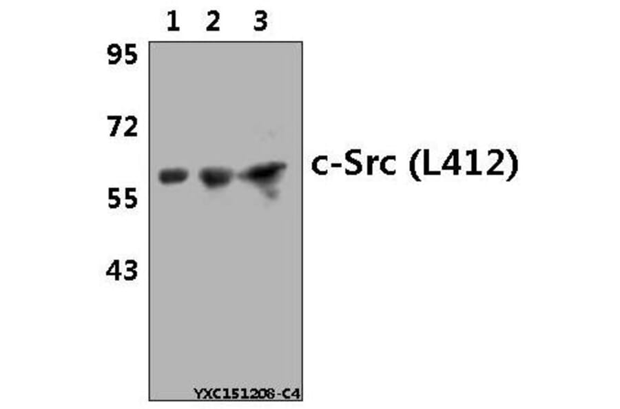 Anti-c-Src (L412) Antibody from Bioworld Technology (BS1331) - Antibodies.com
