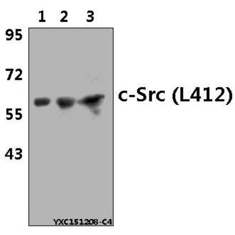Anti-c-Src (L412) Antibody from Bioworld Technology (BS1331) - Antibodies.com