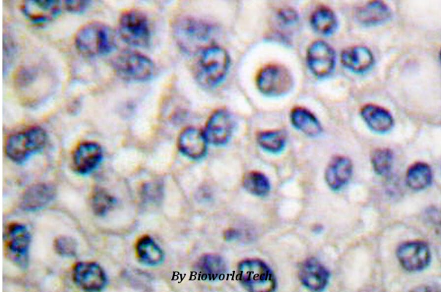 Anti-c-Src (L412) Antibody from Bioworld Technology (BS1331) - Antibodies.com