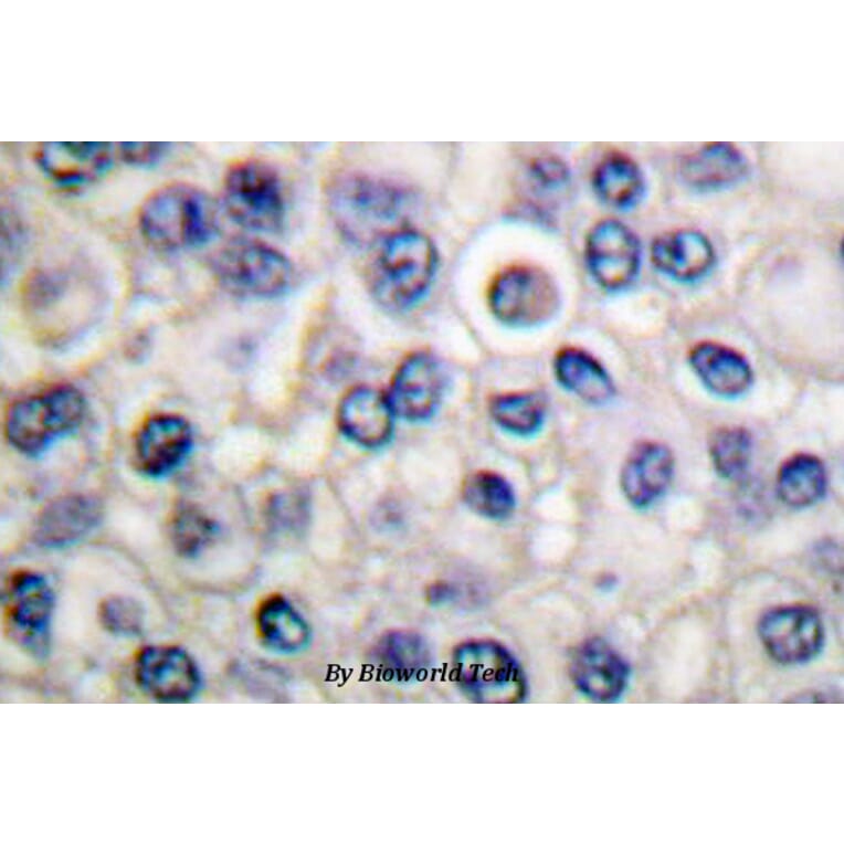 Anti-c-Src (L412) Antibody from Bioworld Technology (BS1331) - Antibodies.com