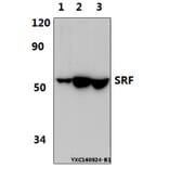 Anti-SRF (G93) Antibody from Bioworld Technology (BS1332) - Antibodies.com