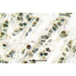 Anti-SRF (G93) Antibody from Bioworld Technology (BS1332) - Antibodies.com