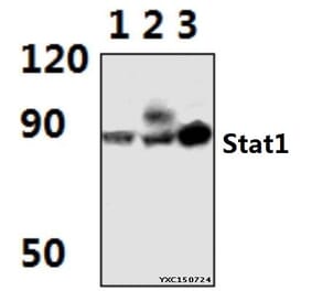 Anti-Stat1 (G695) Antibody from Bioworld Technology (BS1333) - Antibodies.com