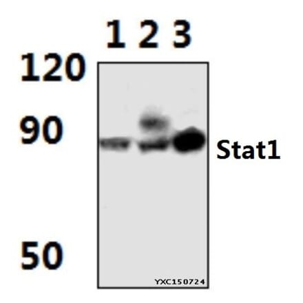 Anti-Stat1 (G695) Antibody from Bioworld Technology (BS1333) - Antibodies.com