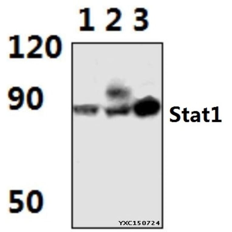 Anti-Stat1 (G695) Antibody from Bioworld Technology (BS1333) - Antibodies.com