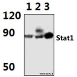 Anti-Stat1 (G695) Antibody from Bioworld Technology (BS1333) - Antibodies.com