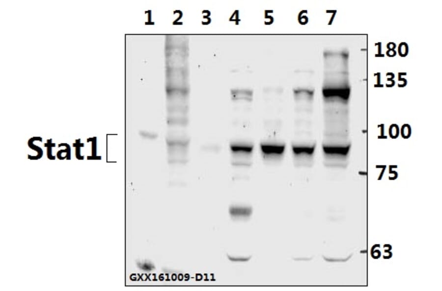 Anti-Stat1 (G695) Antibody from Bioworld Technology (BS1333) - Antibodies.com
