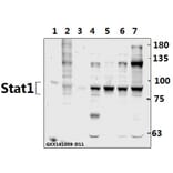 Anti-Stat1 (G695) Antibody from Bioworld Technology (BS1333) - Antibodies.com