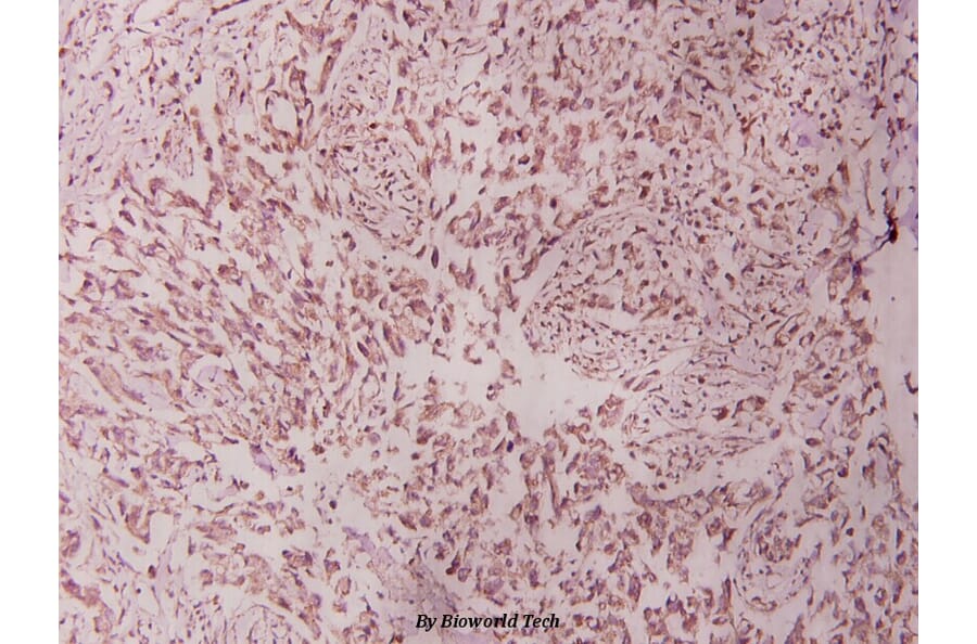 Anti-Stat1 (G695) Antibody from Bioworld Technology (BS1333) - Antibodies.com