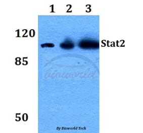 Anti-Stat2 (L684) Antibody from Bioworld Technology (BS1334) - Antibodies.com