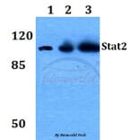 Anti-Stat2 (L684) Antibody from Bioworld Technology (BS1334) - Antibodies.com