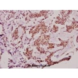 Anti-Stat2 (L684) Antibody from Bioworld Technology (BS1334) - Antibodies.com