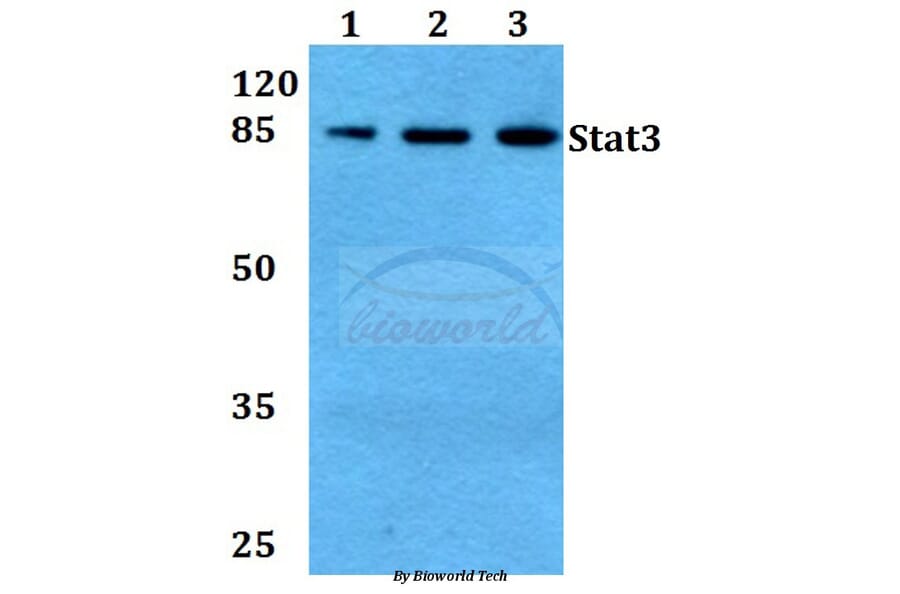 Anti-Stat3 (P699) Antibody from Bioworld Technology (BS1335) - Antibodies.com