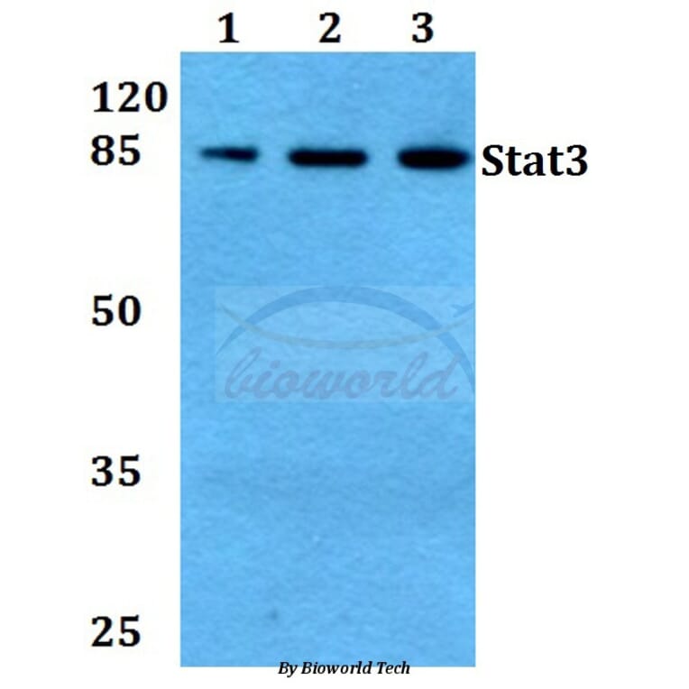 Anti-Stat3 (P699) Antibody from Bioworld Technology (BS1335) - Antibodies.com