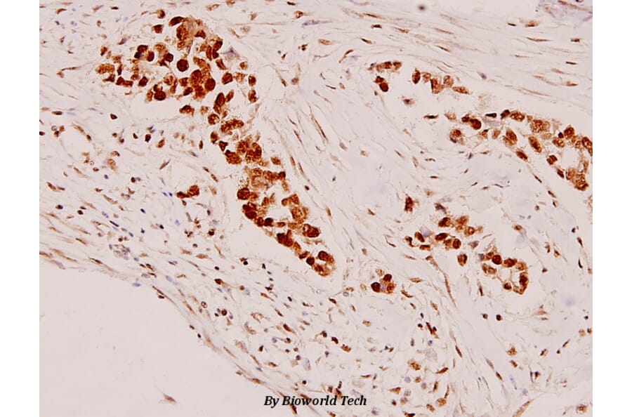 Anti-Stat3 (P699) Antibody from Bioworld Technology (BS1335) - Antibodies.com