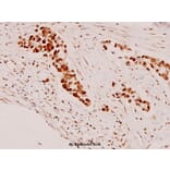 Anti-Stat3 (P699) Antibody from Bioworld Technology (BS1335) - Antibodies.com