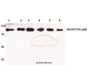 Anti-Stat3 (T721) Antibody from Bioworld Technology (BS1336) - Antibodies.com