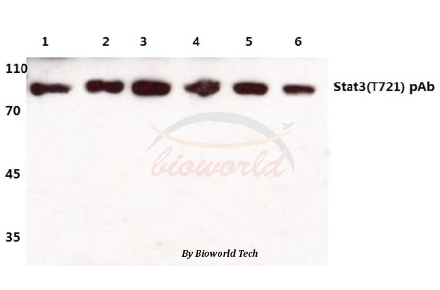 Anti-Stat3 (T721) Antibody from Bioworld Technology (BS1336) - Antibodies.com