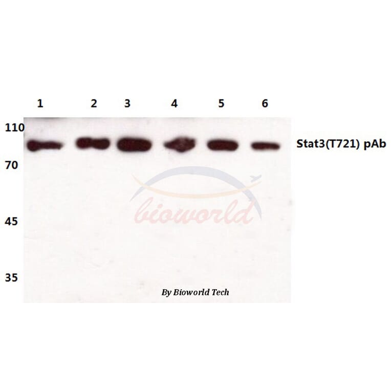 Anti-Stat3 (T721) Antibody from Bioworld Technology (BS1336) - Antibodies.com