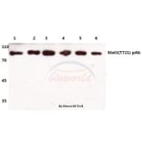 Anti-Stat3 (T721) Antibody from Bioworld Technology (BS1336) - Antibodies.com