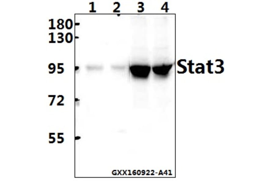 Anti-Stat3 (T721) Antibody from Bioworld Technology (BS1336) - Antibodies.com