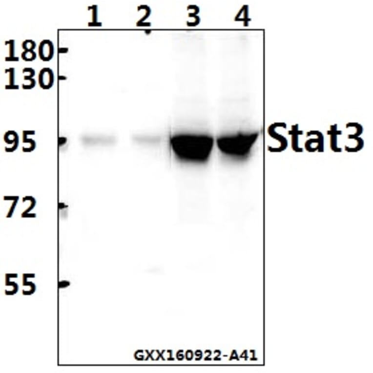 Anti-Stat3 (T721) Antibody from Bioworld Technology (BS1336) - Antibodies.com