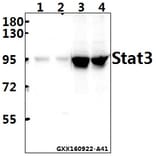 Anti-Stat3 (T721) Antibody from Bioworld Technology (BS1336) - Antibodies.com