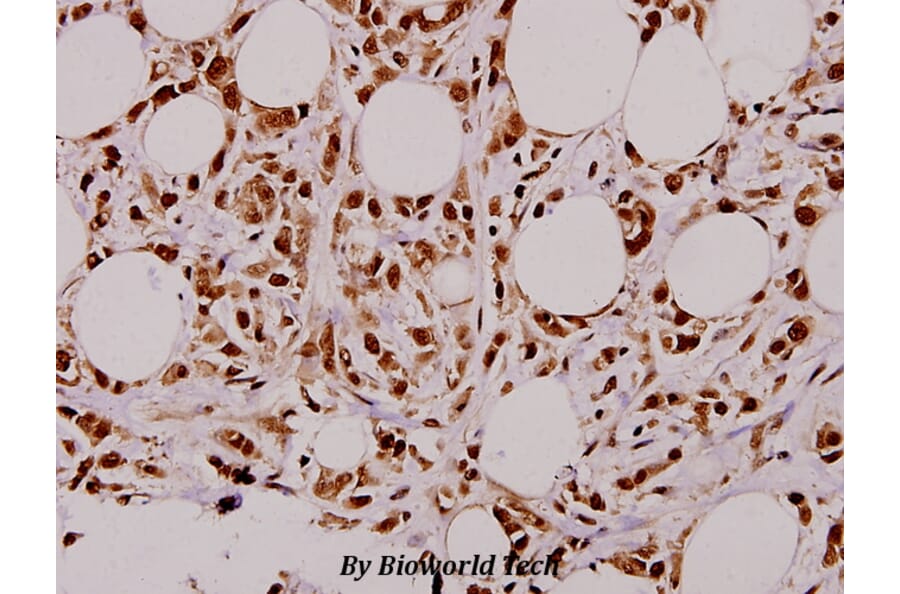 Anti-Stat3 (T721) Antibody from Bioworld Technology (BS1336) - Antibodies.com