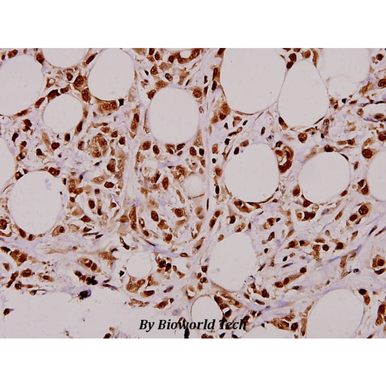 Anti-Stat3 (T721) Antibody from Bioworld Technology (BS1336) - Antibodies.com