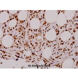 Anti-Stat3 (T721) Antibody from Bioworld Technology (BS1336) - Antibodies.com