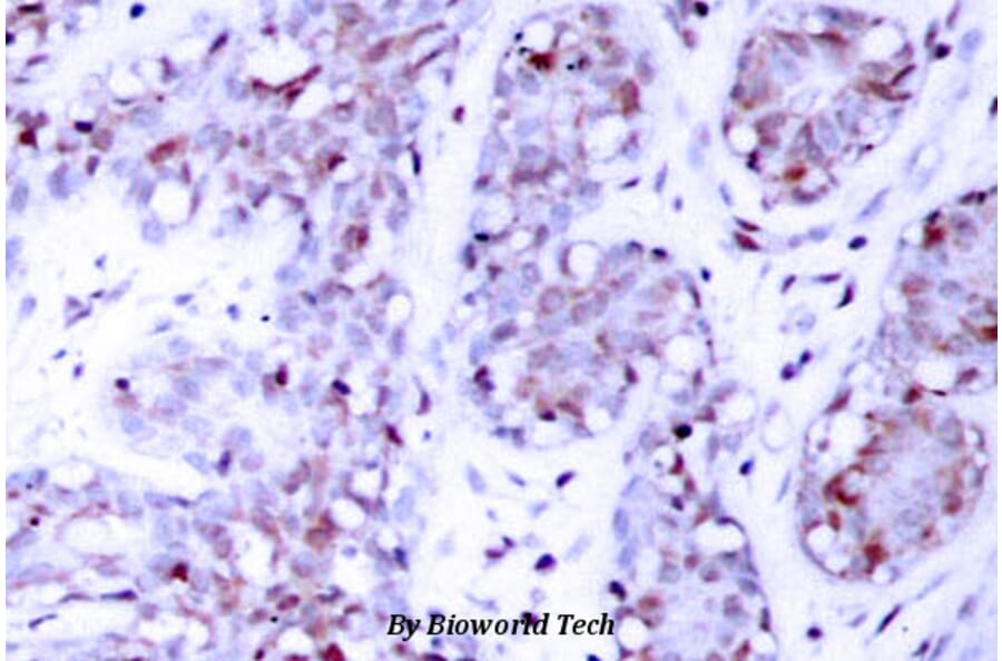 Anti-Stat4 (E687) Antibody from Bioworld Technology (BS1337) - Antibodies.com