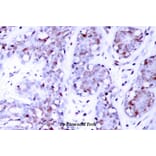Anti-Stat4 (E687) Antibody from Bioworld Technology (BS1337) - Antibodies.com