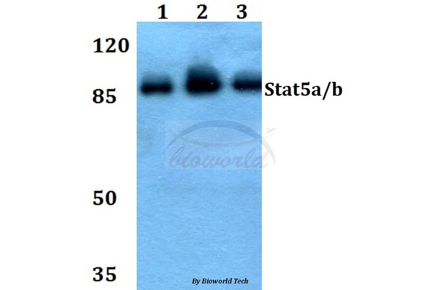 Anti-Stat5a/b (A688) Antibody from Bioworld Technology (BS1338) - Antibodies.com