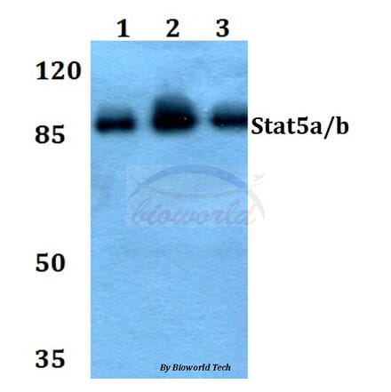 Anti-Stat5a/b (A688) Antibody from Bioworld Technology (BS1338) - Antibodies.com