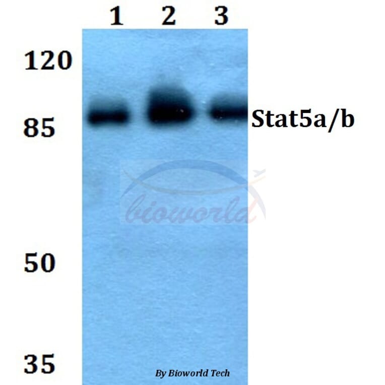 Anti-Stat5a/b (A688) Antibody from Bioworld Technology (BS1338) - Antibodies.com
