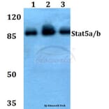 Anti-Stat5a/b (A688) Antibody from Bioworld Technology (BS1338) - Antibodies.com
