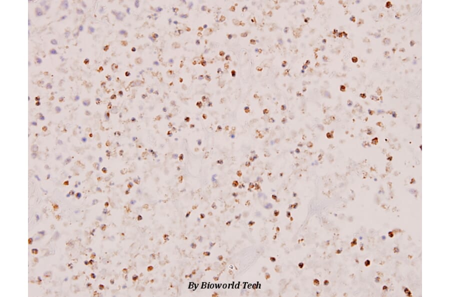 Anti-Stat5a/b (A688) Antibody from Bioworld Technology (BS1338) - Antibodies.com
