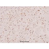 Anti-Stat5a/b (A688) Antibody from Bioworld Technology (BS1338) - Antibodies.com