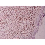 Anti-Stat6 (R639) Antibody from Bioworld Technology (BS1341) - Antibodies.com