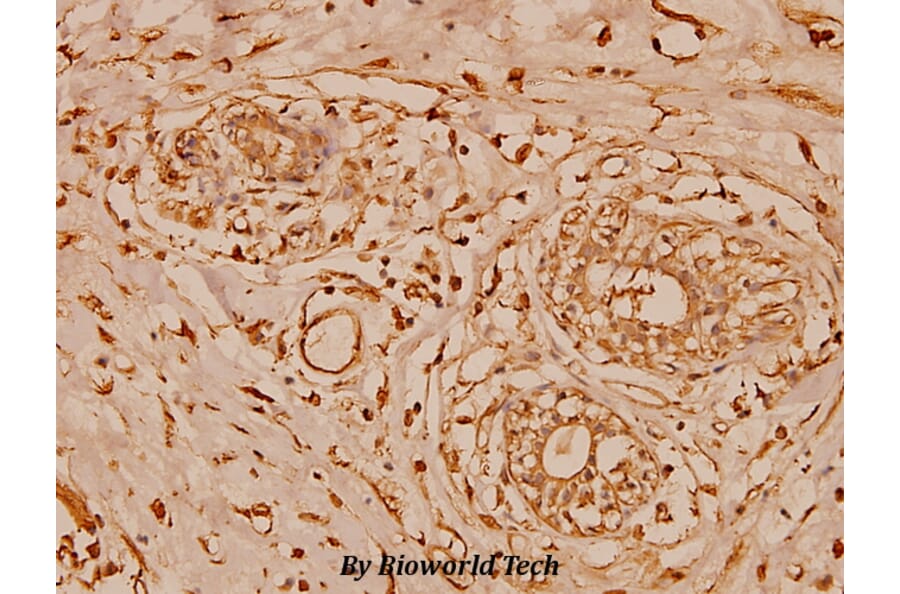 Anti-Cystatin B (N84) Antibody from Bioworld Technology (BS1342) - Antibodies.com
