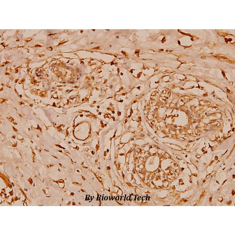 Anti-Cystatin B (N84) Antibody from Bioworld Technology (BS1342) - Antibodies.com