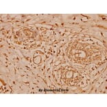 Anti-Cystatin B (N84) Antibody from Bioworld Technology (BS1342) - Antibodies.com