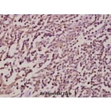 Anti-Syk (F169) Antibody from Bioworld Technology (BS1343) - Antibodies.com