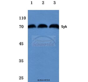 Anti-Syk (L519) Antibody from Bioworld Technology (BS1344) - Antibodies.com
