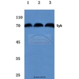 Anti-Syk (L519) Antibody from Bioworld Technology (BS1344) - Antibodies.com